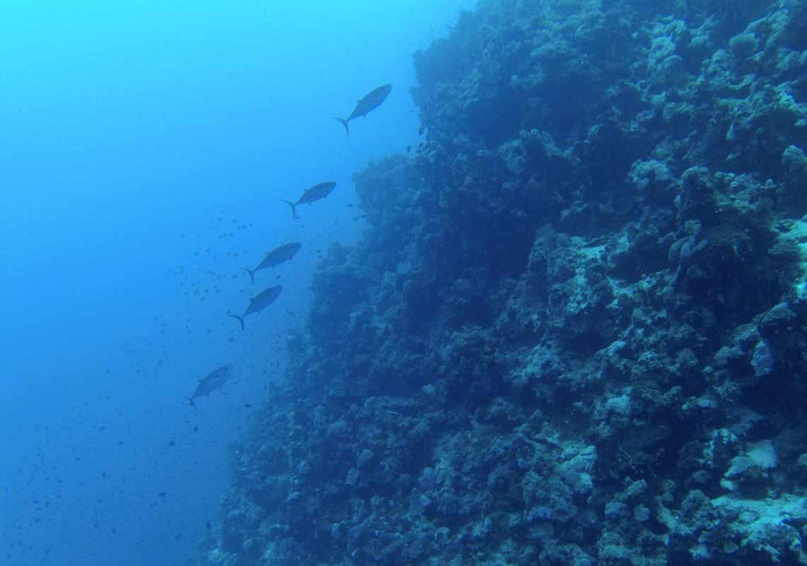 虫虫助手下载